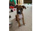 Adopt Tuff Guy a Tan/Yellow/Fawn - with White Boxer / Pit Bull Terrier / Mixed