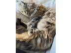 Adopt Daisy a Brown Tabby Norwegian Forest Cat / Mixed (long coat) cat in Lutz