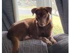 Adopt Cocoa a Brown/Chocolate Labrador Retriever dog in Gilbertsville