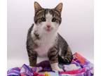 Adopt Cornelius a Gray, Blue or Silver Tabby Domestic Shorthair / Mixed cat in