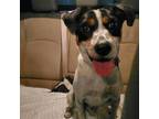 Adopt Rosco a White - with Black Rat Terrier / Jack Russell Terrier / Mixed dog