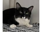Adopt Willow a All Black Domestic Mediumhair (medium coat) cat in Woodhaven