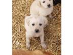 Adopt Great Pyrenees Puppies a White Great Pyrenees / German Shepherd Dog /