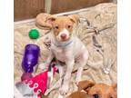 Adopt Charlie a White Mixed Breed (Medium) / Mixed dog in DeKalb, IL (34708446)