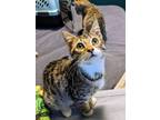 Adopt Chloe (23-004 C) a Domestic Shorthair / Mixed (short coat) cat in Saint