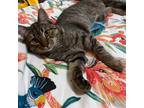 Adopt Uno a Brown Tabby Domestic Shorthair / Mixed cat in Brooklyn