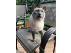 Adopt Mokie a Gray or Blue Domestic Shorthair / Mixed (short coat) cat in