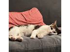 Adopt Elmo a Brown Tabby Domestic Shorthair / Mixed cat in Brooklyn