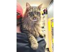 Adopt Romeo - GORGEOUS BOY and FREE Gift Bag a Brown Tabby Maine Coon / Mixed
