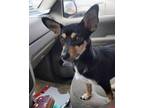 Adopt Dolly a Black - with Tan, Yellow or Fawn Miniature Pinscher / Rat Terrier