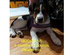 Adopt MOOSE a Beagle / Mixed dog in Lebanon, CT (37192535)