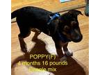 Adopt POPPY a Beagle / Mixed dog in Lebanon, CT (37192536)