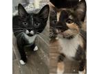 Adopt Jelly (new) a Calico or Dilute Calico Domestic Shorthair / Mixed (short