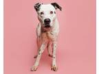 Adopt Pongo a Mixed Breed (Large) / Mixed dog in Durham, NC (37198133)