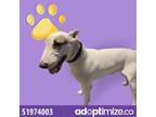 Adopt 51974003 a White Bull Terrier / Mixed dog in El Paso, TX (37198073)