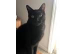 Adopt Spooky a All Black Bombay / Mixed (short coat) cat in Dayton