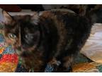 Adopt Bella a Tortoiseshell Domestic Shorthair / Mixed (medium coat) cat in