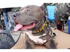 Adopt Bruce a Gray/Blue/Silver/Salt & Pepper Bull Terrier / Mixed dog in Warner