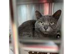 Adopt Possum a Gray or Blue Domestic Mediumhair / Mixed cat in Chattanooga