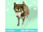 Adopt 51973954 a Brown/Chocolate Siberian Husky / Siberian Husky / Mixed dog in