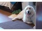 Adopt Doug a White Great Pyrenees / Mixed dog in Troutville, VA (36645468)