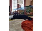 Adopt Kidd a Bombay / Mixed (short coat) cat in Bloomington, IN (37197840)