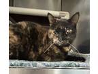 Adopt Hola a Tortoiseshell Domestic Shorthair (short coat) cat in Newport