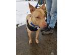 Adopt Copperfield a Tan/Yellow/Fawn American Pit Bull Terrier / Mixed Breed