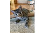 Adopt Bruschetta a Brown Tabby Domestic Shorthair / Mixed (short coat) cat in