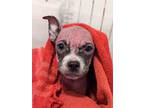 Adopt Gretchen a Pit Bull Terrier dog in Warner Robins, GA (37196503)