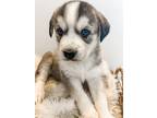 Adopt Obi-Wan a Husky / Shepherd (Unknown Type) / Mixed dog in Salt Lake City