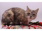 Adopt Goldie VI a Domestic Shorthair / Mixed cat in Muskegon, MI (37197789)