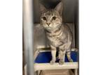 Adopt Layah a Domestic Shorthair / Mixed (short coat) cat in Fayetteville