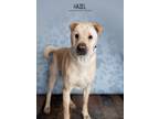 Adopt Hazel a Tan/Yellow/Fawn Shar Pei dog in Littleton, CO (37193372)