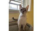 Adopt Maggie a Siamese / Mixed (short coat) cat in Corpus Christi, TX (37197590)