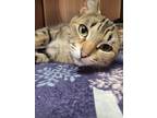 Adopt Dolly a Domestic Shorthair / Mixed (short coat) cat in Logan