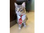 Adopt Tobi a Domestic Shorthair / Mixed (short coat) cat in Fort Riley