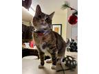 Adopt Gracie a Domestic Shorthair / Mixed (short coat) cat in Crossville