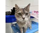 Adopt Grey a Domestic Shorthair / Mixed cat in Rocky Mount, VA (37197481)