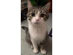 Adopt SARAH X a Domestic Shorthair / Mixed (short coat) cat in Newaygo