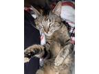 Adopt Nala a Tiger Striped American Shorthair / Mixed cat in Prophetstown