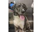 Adopt Willy a Brindle Great Pyrenees / Catahoula Leopard Dog / Mixed dog in