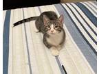 Adopt Socks a Brown Tabby Domestic Shorthair (short coat) cat in Mansfield