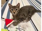 Adopt T.J. a Brown Tabby Domestic Shorthair (short coat) cat in Mansfield