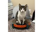 Adopt Ace a Gray, Blue or Silver Tabby Domestic Shorthair (short coat) cat in