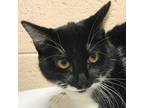 Adopt Surprise a All Black Domestic Shorthair / Mixed cat in Las Cruces