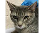Adopt Ashes a Gray or Blue Domestic Shorthair / Mixed cat in Las Cruces