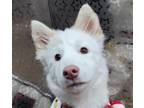 Adopt Pinky a Jindo / Mixed dog in San Ramon, CA (37197308)