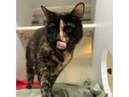 Adopt Juno a Tortoiseshell Domestic Shorthair / Mixed cat in Chattanooga