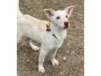 Adopt Jimmy John a White German Shepherd Dog / German Shepherd Dog / Mixed dog
